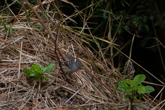 Thamnophilus pelzelni