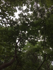 Phellodendron japonicum