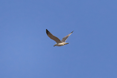 Larus armenicus