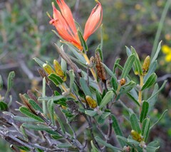 Lambertia multiflora