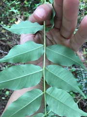 Phellodendron japonicum