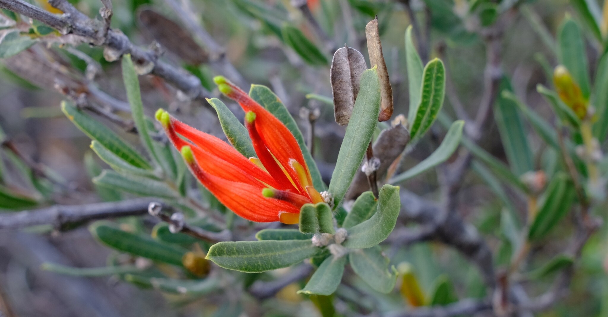 Lambertia multiflora Lindl.