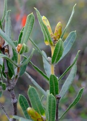 Lambertia multiflora