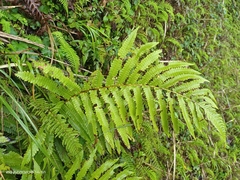 Pentarhizidium orientale