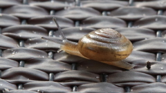 Gastrodontidae