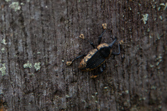 Homalinotus deplanatus