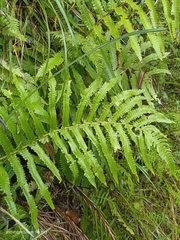 Pentarhizidium orientale
