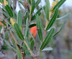 Lambertia multiflora