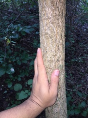 Phellodendron japonicum