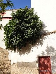 Ficus carica