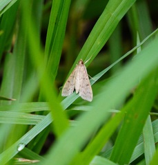 Herpetogramma