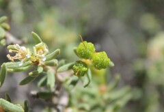 Agathosma foetidissima