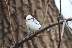 Cyanistes cyanus