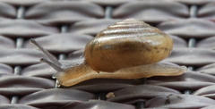 Gastrodontidae