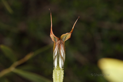 Pterostylis recurva