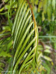 Pentarhizidium orientale