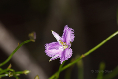 Thysanotus patersonii