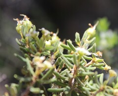 Agathosma foetidissima