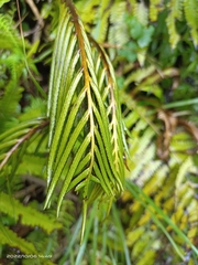 Pentarhizidium orientale