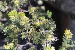 Agathosma foetidissima