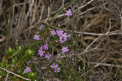 Thysanotus patersonii