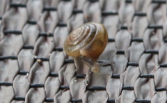 Gastrodontidae