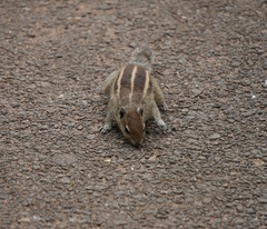 Funambulus palmarum