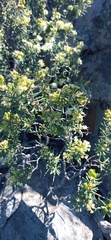 Agathosma foetidissima