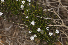 Thysanotus patersonii