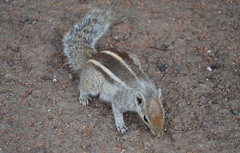 Funambulus palmarum
