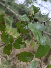 Alnus formosana