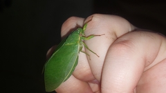 Cystosoma saundersii