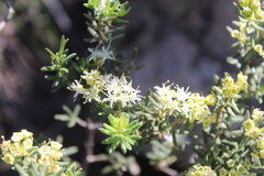 Agathosma foetidissima