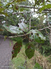 Alnus formosana