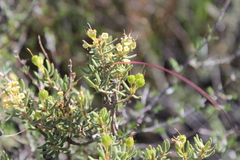 Agathosma foetidissima