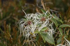 Clematis pubescens