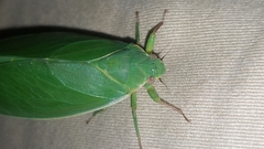 Cystosoma saundersii