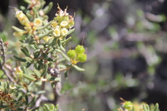 Agathosma foetidissima