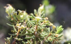 Agathosma foetidissima