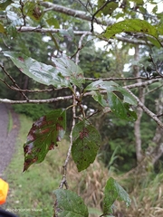 Alnus formosana