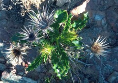 Berkheya armata