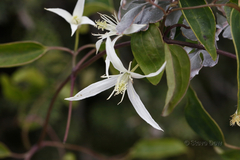 Clematis pubescens