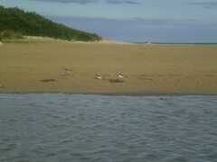 Elseyornis melanops