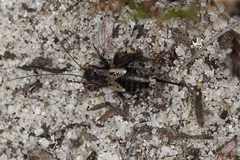 Phalangopsidae