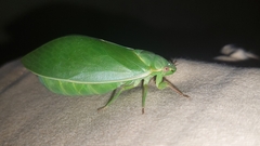 Cystosoma saundersii