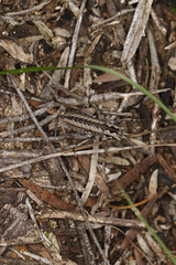 Pachysaga croceopteryx