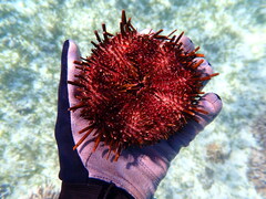 Heliocidaris tuberculata