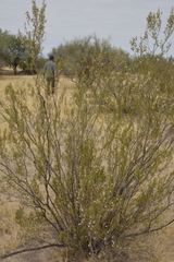 Larrea cuneifolia