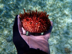 Heliocidaris tuberculata