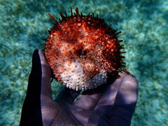 Heliocidaris tuberculata